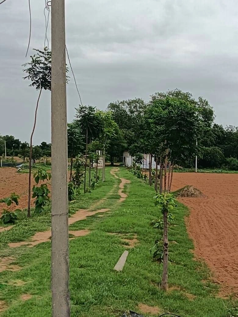 H54J+GM Daulatpura, Rajasthan, India