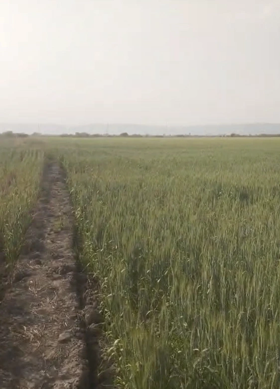 X7MV+3GQ, Baghpat, Nibali, Uttar Pradesh 250601, India - Photo 3