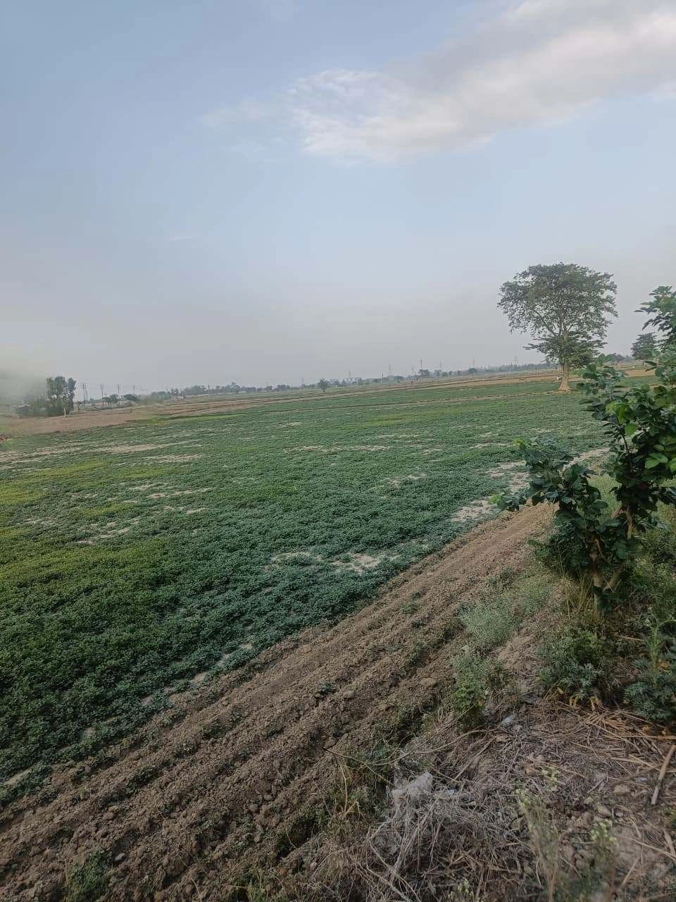 Aou, Rajasthan, India
