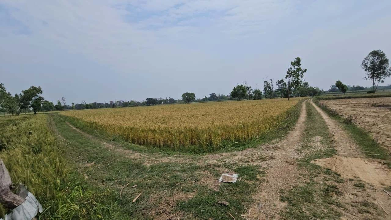 8C26+84Q, Lamiyan, Rajasthan, India
