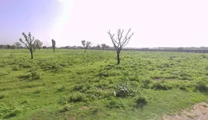 Goriwala, Haryana 125103, India preview 2