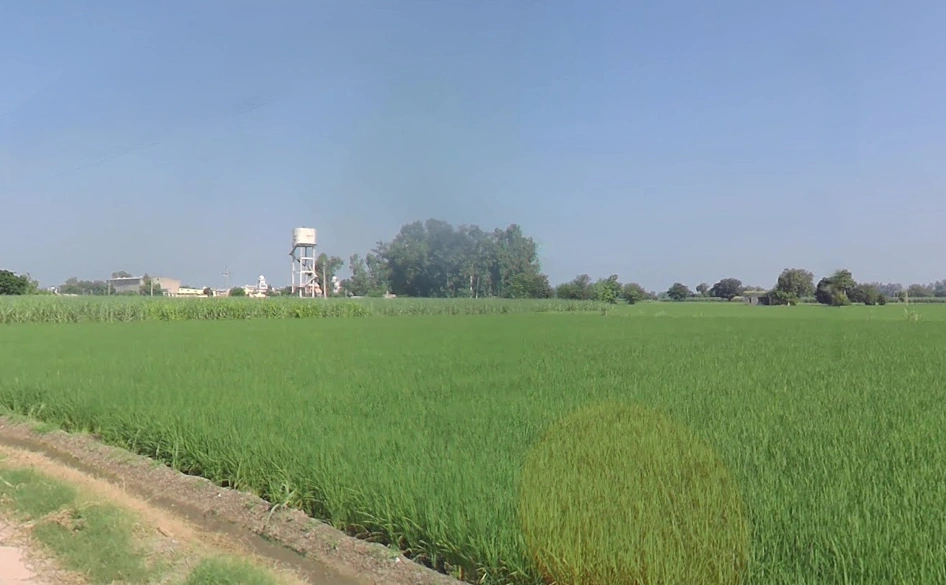 Rajpura, Punjab, India