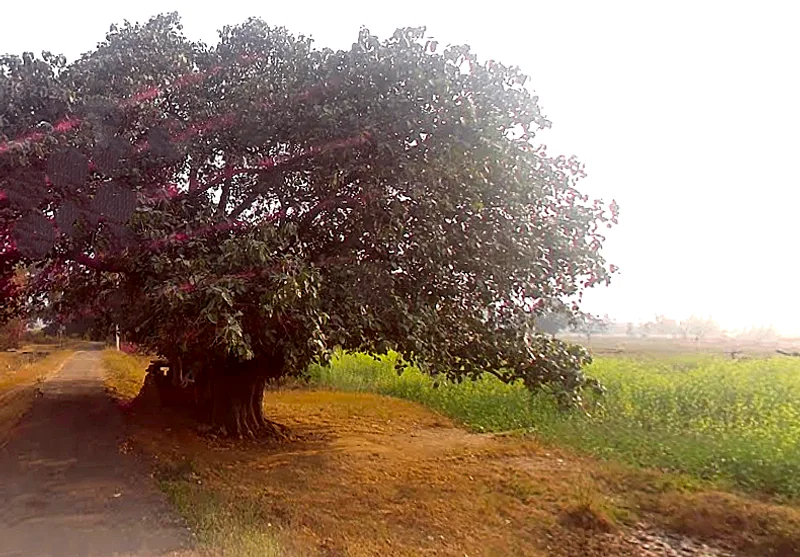 Matihani, Uttar Pradesh, India preview 3