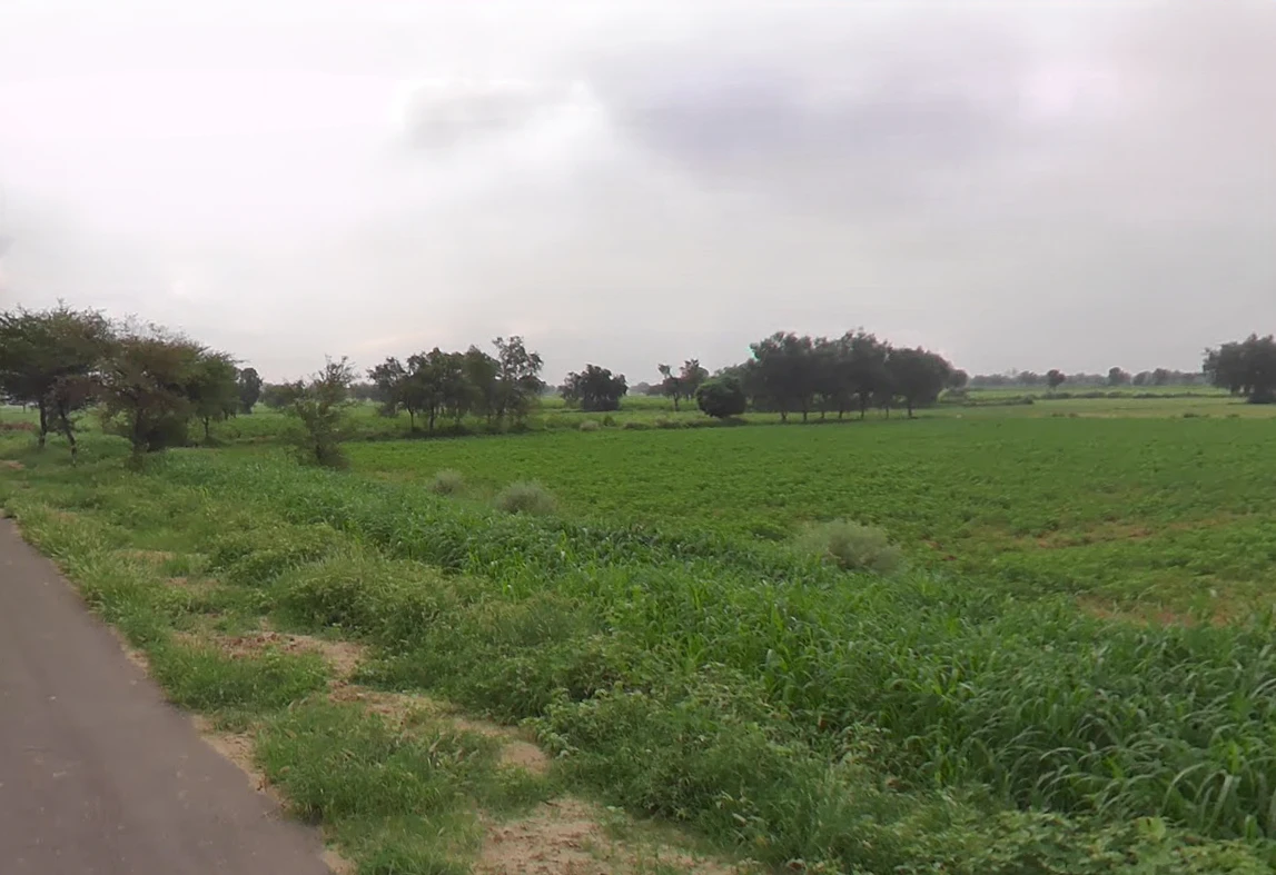 Budak, Haryana 125004, India