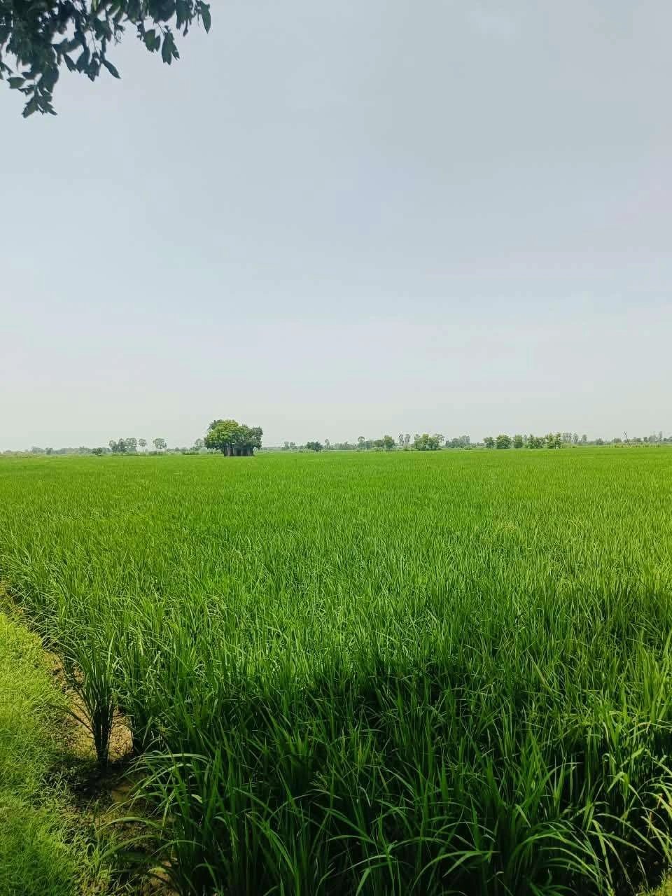 Bhudri, Mathura, Uttar Pradesh 281206, India