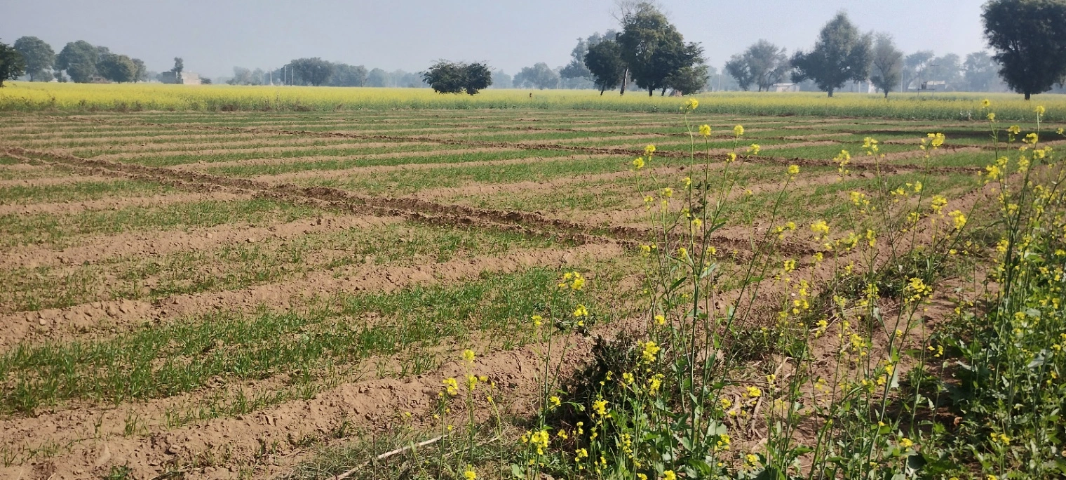 Seetal, Rajasthan 301021, India