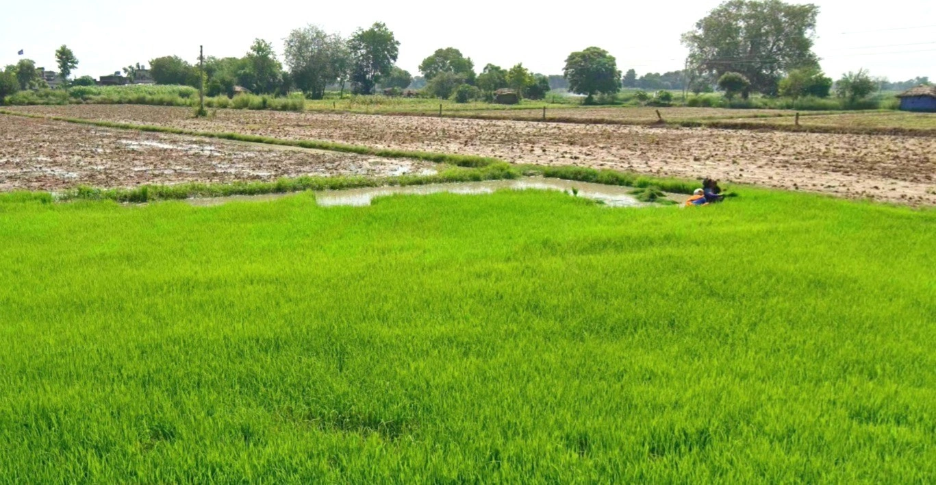 Vijay Nagar, Indore, Madhya Pradesh 452001, India