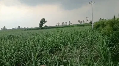 757W+45 Ghangola, Haryana, India preview 2