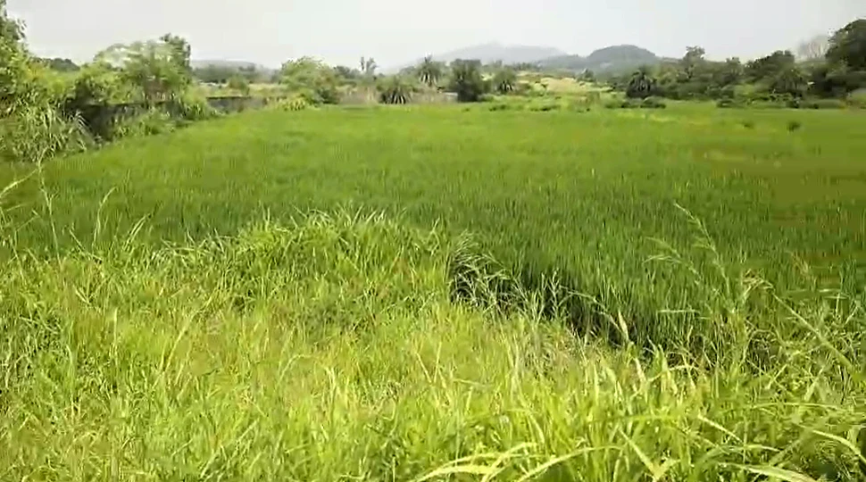 MVHG+PXF, Palghar, Dhuktan, Maharashtra 401403, India