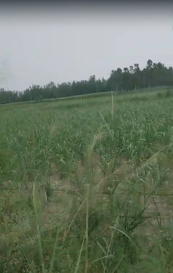 5QRW+428, Rewari, Dharuhera, Haryana 123106, India