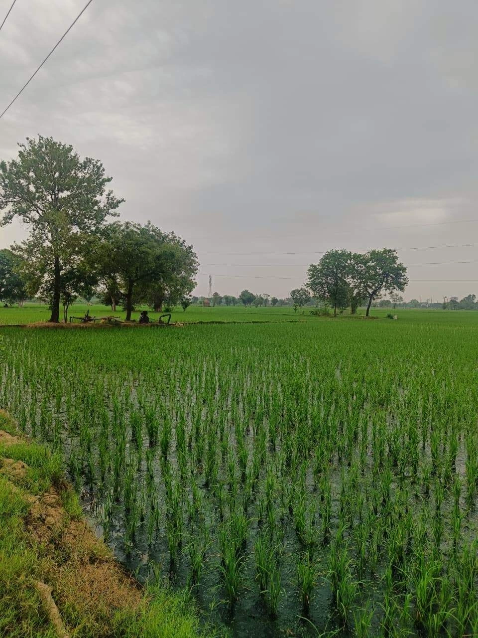 Bukharari, Mathura, Uttar Pradesh, India