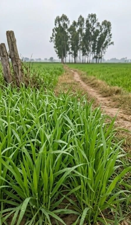 Barhana, Uttar Pradesh, India preview 3