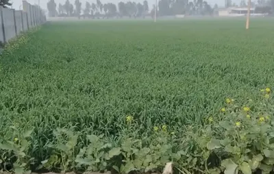 Shampur, Punjab 144037, India preview 2