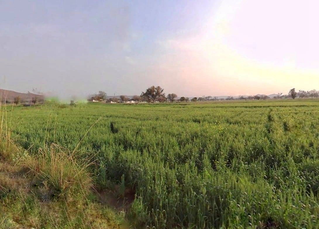 Pali, Rajasthan 301001, India