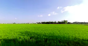 Balbehra, Punjab 147101, India preview 3