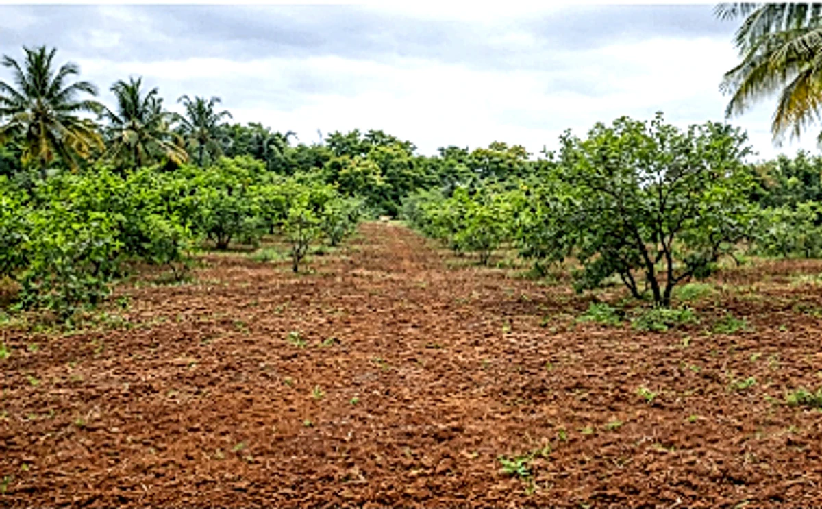 RJ4X+4Q Chennavaram, Andhra Pradesh, India