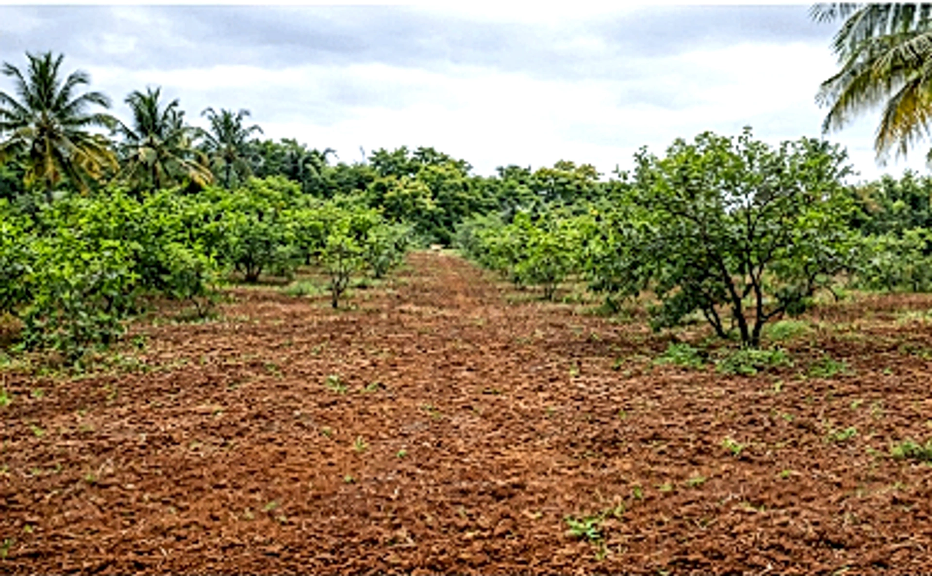 RJ4X+4Q Chennavaram, Andhra Pradesh, India