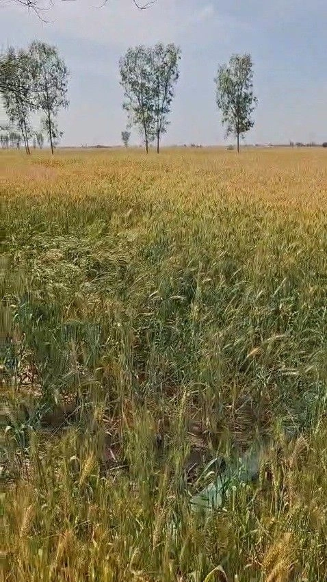 Chuliana, Rohtak, Haryana 124501, India preview 2