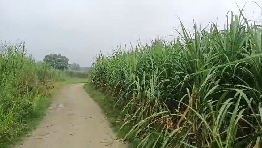 Mawana, Meerut, Uttar Pradesh, India