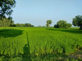 Madhotanda, Uttar Pradesh 262122, India preview 2