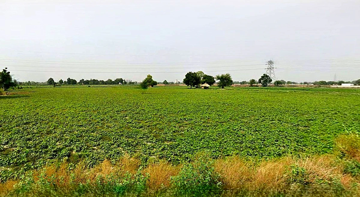 Barsana, Uttar Pradesh 281405, India