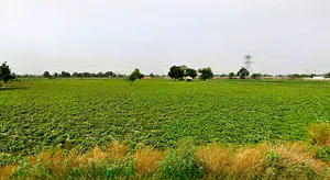 Barsana, Uttar Pradesh 281405, India preview 3