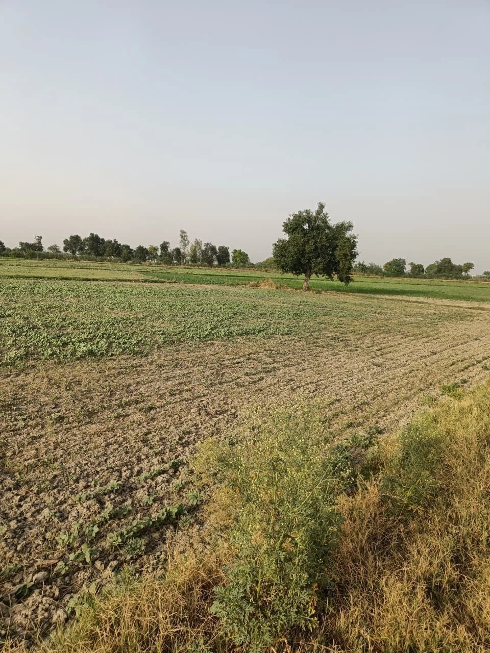 Rai Khera, Rajasthan, India