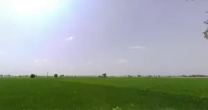 MXHW+9F2, Meerut Rd, Sector 14, Karnal, Haryana 132001, India preview 2