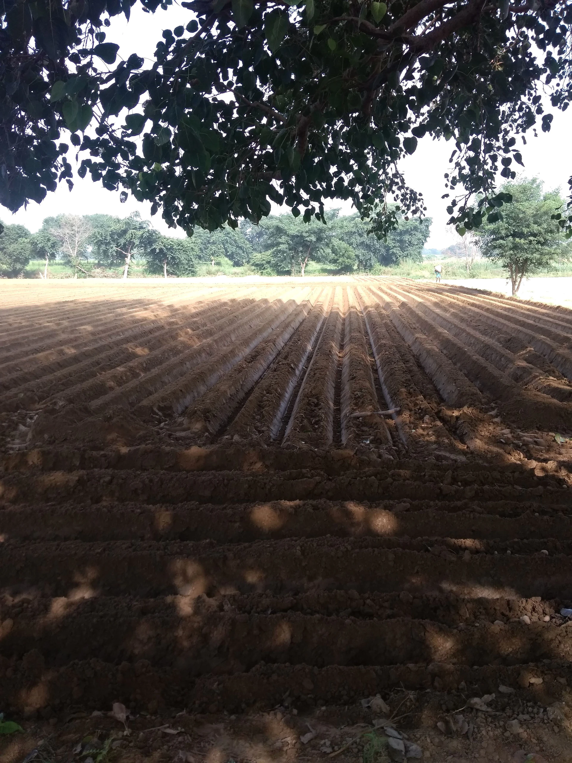 Aonla, Uttar Pradesh 243301, India