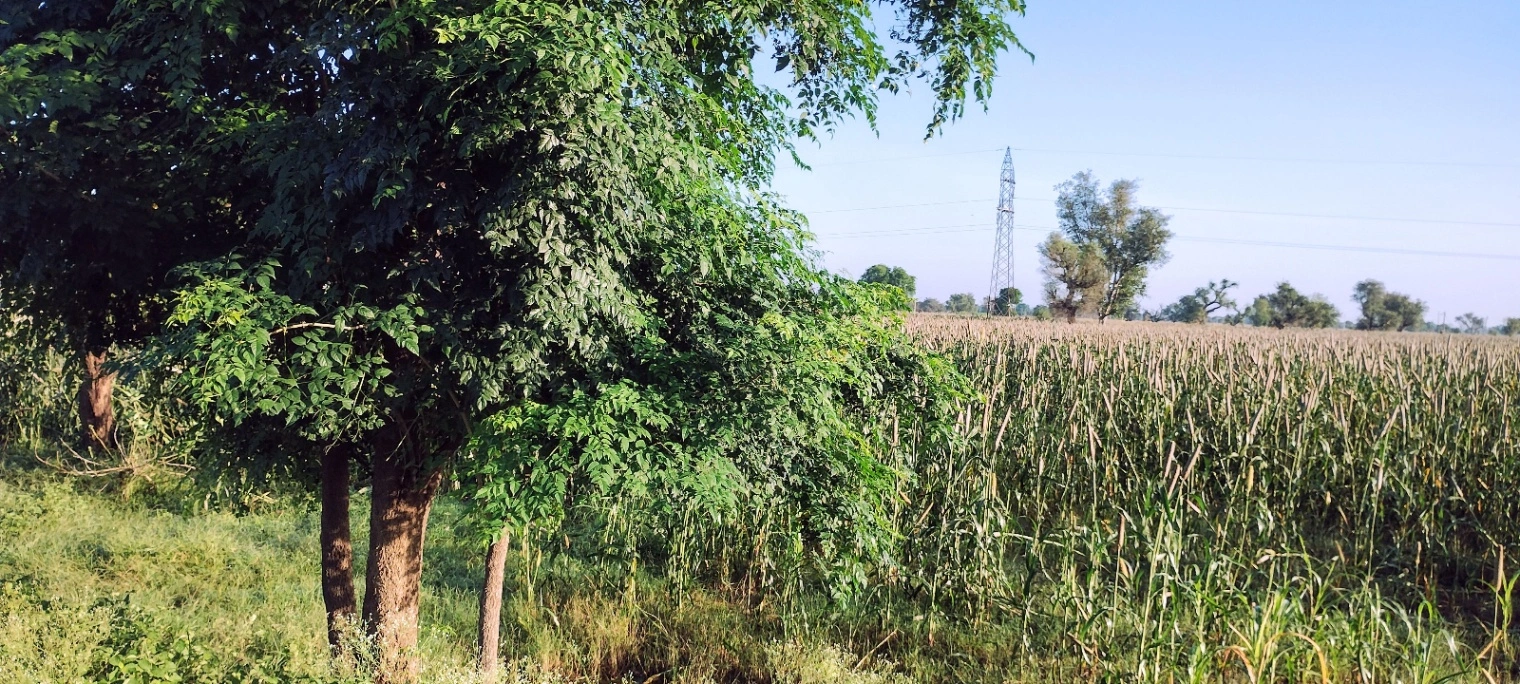 Bedha, Rajasthan 301021, India