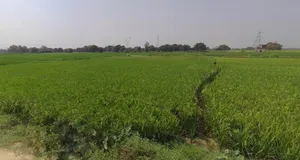 Jaisalmer, Rajasthan 345001, India preview 2