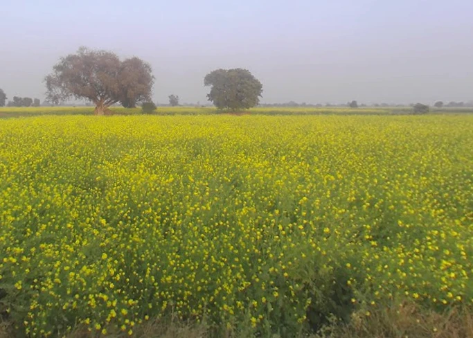 Bichpuri, Uttar Pradesh 283105, India