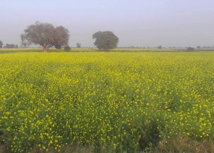 Bichpuri, Uttar Pradesh 283105, India preview 3