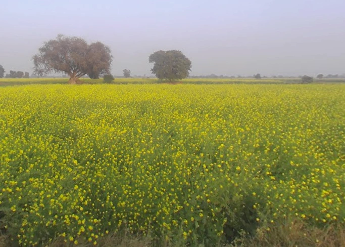 Bichpuri, Uttar Pradesh 283105, India