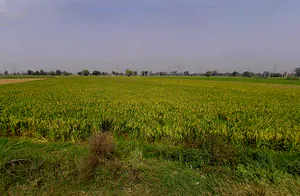 Ranwari, Uttar Pradesh 281401, India preview 3