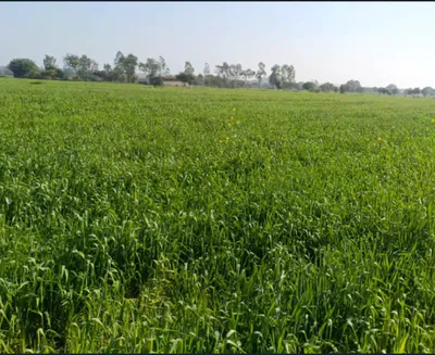 Girhola, Chhattisgarh 493661, India preview 2