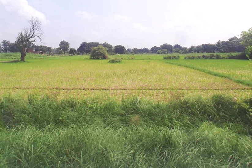 69JQ+M56, Bahadurgarh, Barai Garh, Uttar Pradesh 209401, India