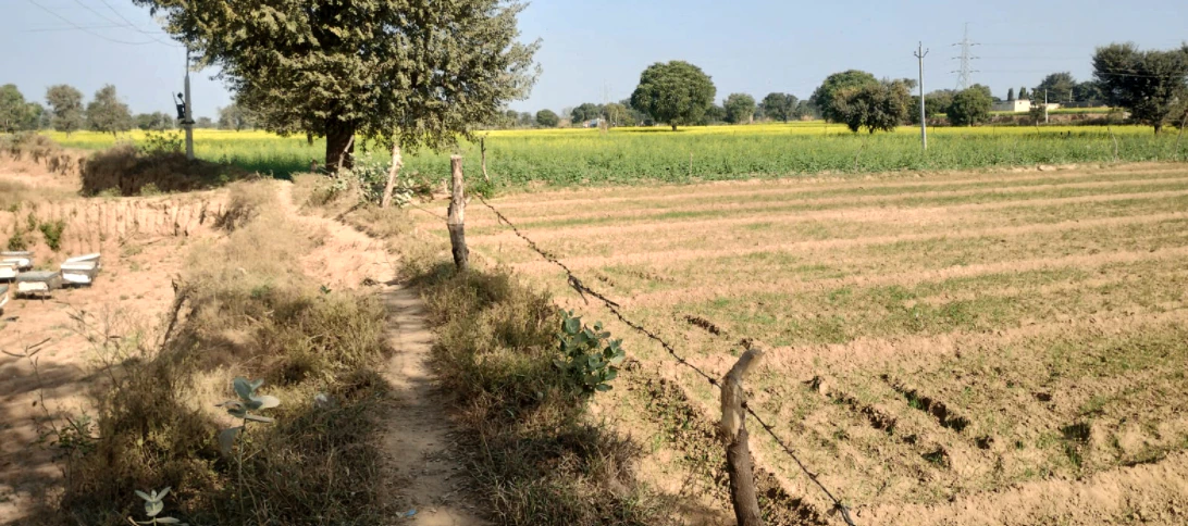 Saidpura, Punjab 141411, India