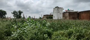 Barodameo, Rajasthan 301021, India preview 4