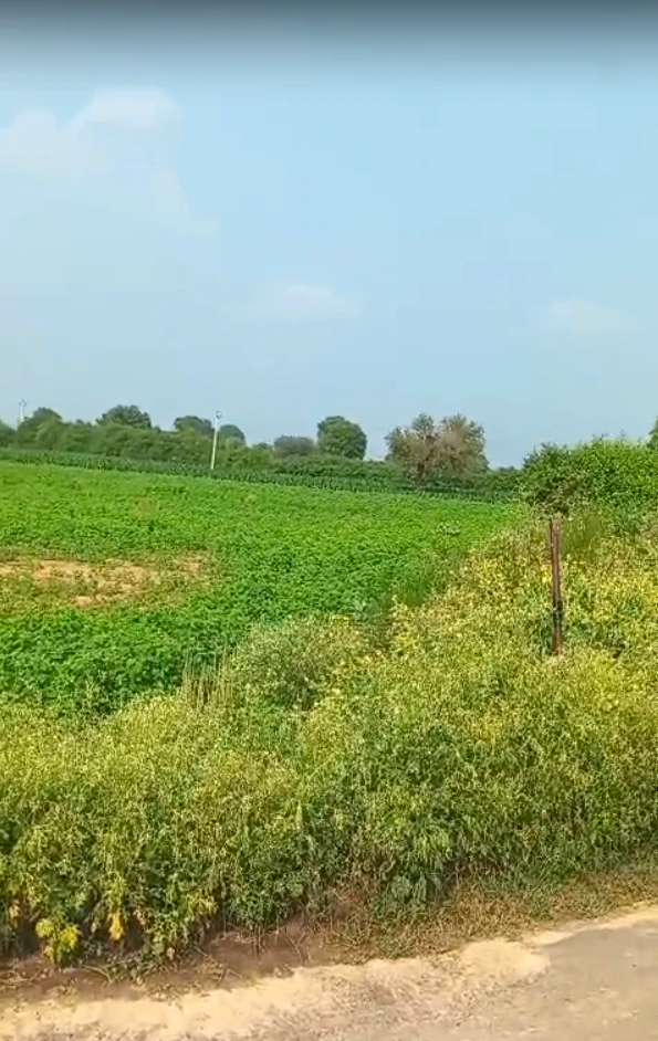 8HGR+6GX, Jhunjhunu, Sultana Ka Bas, Narhar, Rajasthan 333035, India