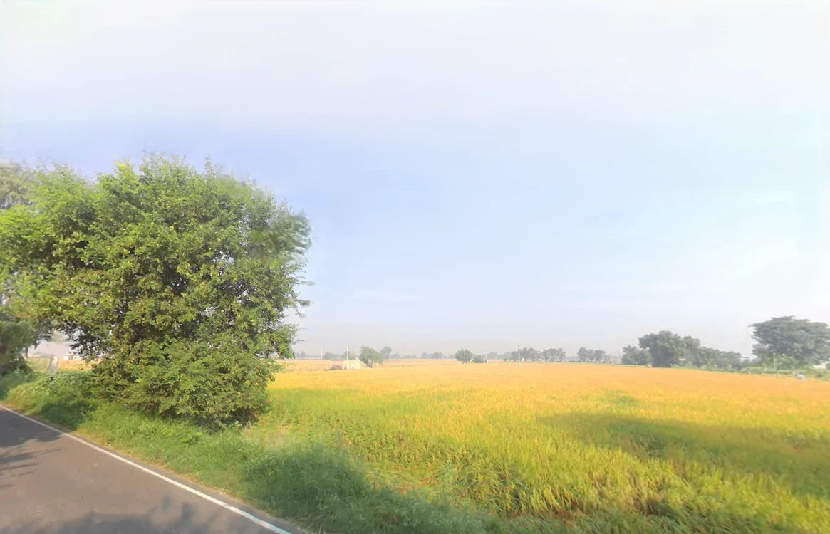 Ellenabad, Haryana 125102, India