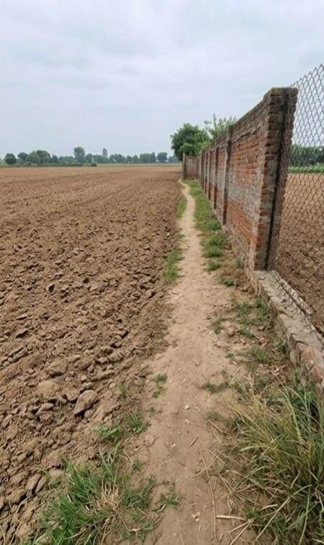 Barhana, Uttar Pradesh, India