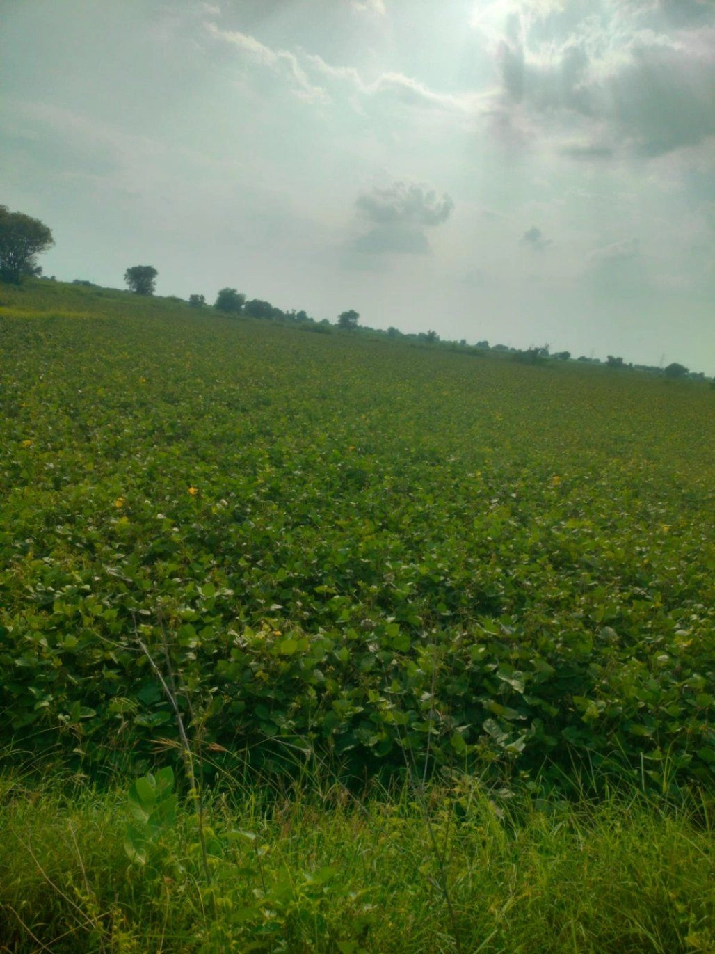 Awandiya, Jaipur, Rajasthan 303005, India
