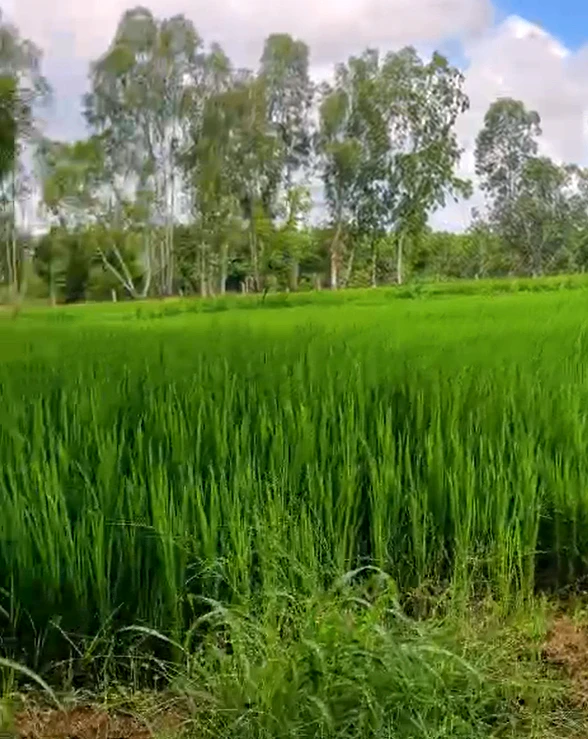 RFVJ+RQX, Medak, Tupran, Telangana 502334, India