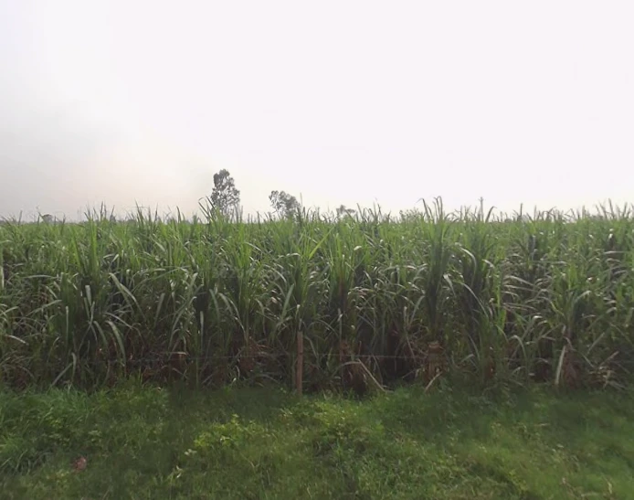 Sardhana, Uttar Pradesh 250342, India