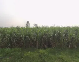 Sardhana, Uttar Pradesh 250342, India preview 3