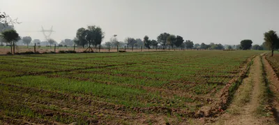 MWM8+JCP, Sadashivpura at Yarlipura, Rajasthan 303903, India preview 2