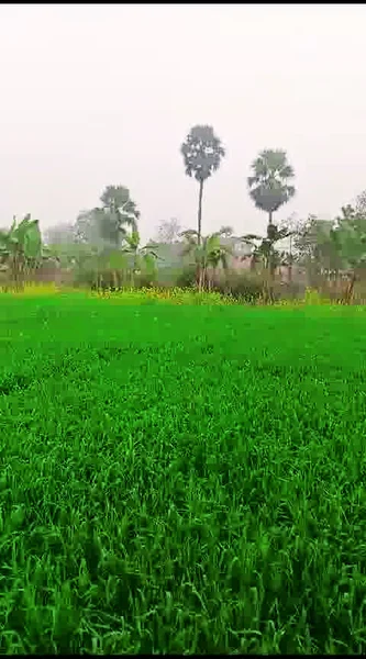 Bhathahi, Bihar, India preview 2