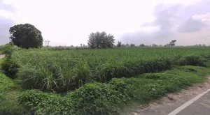 7RCC+H98, Tisang, Uttar Pradesh 251314, India preview 3