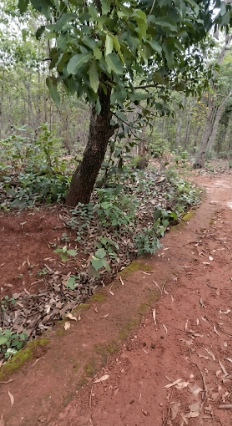 HP6P+8V5, Koraput, Nandapur, Odisha 764037, India